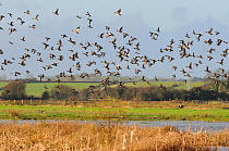 Dense flock of Wigeon (Anas penelope), Common Teal (Anas crecca) and a few Pintail (Anas acuta) flying over flooded marshes and stands of Bulrushes (Typha latifolia) in winter, Greylake RSPB reserve,...