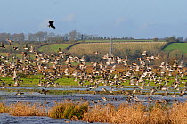 Dense flock of European wigeon (Anas penelope), Common teal (Anas crecca) and a Lapwing (Vanellus vanellus) flying over and taking off from flooded marshes in winter, Greylake RSPB reserve, Somerset L...