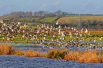 Dense flock of Wigeon (Anas penelope) and Common Teal (Anas crecca) flying over and taking off from flooded marshes in winter, with electricity pylons in the background, Greylake RSPB reserve, Somerse...