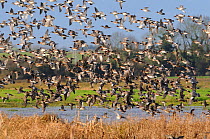 Dense flock of Wigeon (Anas penelope) and Common Teal (Anas crecca) flying over flooded marshes in winter, Greylake RSPB reserve, Somerset Levels, UK, December