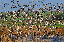 Dense flock of Wigeon (Anas penelope) and Common Teal (Anas crecca) flying over flooded marshes in winter and landing on water fringed by Bulrushes (Typha latifolia), Greylake RSPB reserve, Somerset L...
