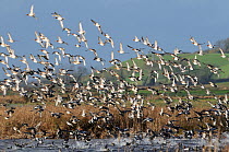 Dense flock of Wigeon (Anas penelope) and Common Teal (Anas crecca) flying over flooded marshes in winter and landing on water fringed by Bulrushes (Typha latifolia), Greylake RSPB reserve, Somerset L...