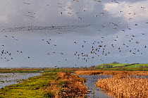 Flocks of European wigeon (Anas penelope), Common teal (Anas crecca) and Lapwing (Vanellus vanellus) flying over flooded marshes and stands of Bulrush (Typha latifolia) in winter, Greylake RSPB reserv...