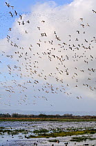 Dense flocks of European wigeon (Anas penelope), Common teal (Anas crecca) and Lapwings (Vanellus vanellus) flying over and resting on flooded marshes in winter, Greylake RSPB reserve, Somerset Levels...