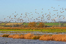 Mixed flock of Wigeon (Anas penelope) and Common Teal (Anas crecca) flying over and descending to land with many others swimming on flooded marshes, near stands of Bulrushes (Typha latifolia), Greylak...