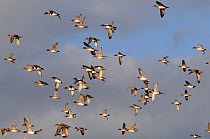 Flock of Wigeon (Anas penelope) and a few Common Teal (Anas crecca) flying overhead in winter, Greylake RSPB reserve, Somerset Levels, UK, December