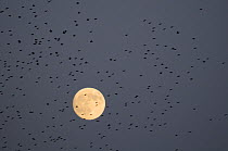 Flock of Starlings (Sturnus vulgaris) flying past an almost full moon on their way to a night time roost, Shapwick Heath NNR, Somerset Levels, UK, December