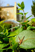 Young female Nursery web spider (Pisaura mirabilis) waiting for fly prey to land on Japanese honeysuckle (Lonicera japonica) leaf in a garden, Wiltshire, England, UK, March