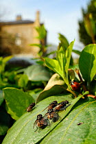 Six male Autumn House flies (Musca autumnalis) basking in the sun on Japanese Honeysuckle (Lonicera japonica) leaf in a garden, waiting for females to fly past, with Seven-spot ladybird (Coccinella se...