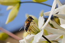 Hover fly (Eristalis tenax), a honeybee mimic, feeding on Clematis flower (Clematis almondii) in a garden, Wiltshire, UK, March. Did you know? There are about 250 species of hoverfly in Britain.