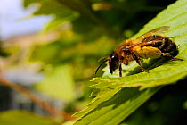 Female Tawny mining bee (Andrena fulva) sunbasking on a garden hedge leaf, with well loaded pollen sacs, Wiltshire, England, UK, April . Property released.