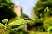 Wasp beetle (Clytus arietus), standing on Japanese honeysuckle leaf (Lonicera japonica) in a garden, Wiltshire, England, UK, April . Property released.