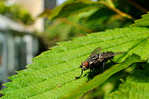 Flesh fly (Sarcophaga sp.) basking in the sun on a garden hedge leaf, Wiltshire, England, UK, April . Property released.