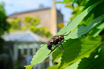 Flesh fly (Sarcophaga sp.) basking in sun on a garden hedge leaf, Wiltshire, England, UK, April . Property released.