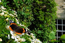 Red Admiral butterfly (Vanessa atalanta) feeding on Mexican orange blossom (Choisya ternata) in garden, Wiltshire, England, UK, April . Property released.