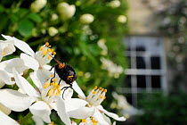 Noon fly (Mesembrina meridiana) on Mexican orange blossom (Choisya ternata) flowers in garden, Wiltshire, England, UK, April. . Property released.