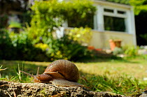 Common snail (Helix aspersa) crawling along low retaining wall in a garden with house in the background, Wiltshire, England, UK, April . Property released.