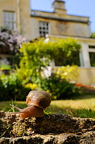 Common snail (Helix aspersa) crawling over edge of a low retaining wall in a garden with house in the background, Wiltshire, England, UK, April . Property released.