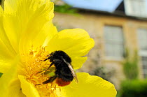 Queen Red tailed bumblebee (Bombus lapidarius) feeding on Yellow tree peony (Paeonia ludlowii) flower in garden, with house in the background, Wiltshire, England, UK, April . Property released.