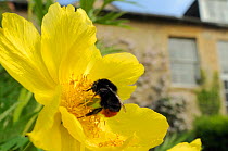 Queen Red tailed bumblebee (Bombus lapidarius) feeding on Yellow tree peony (Paeonia ludlowii) flower in garden, with house in the background, Wiltshire, England, UK, April . Property released. Did yo...