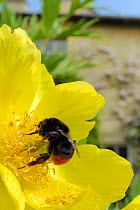 Queen Red tailed bumblebee (Bombus lapidarius) feeding on Yellow tree peony (Paeonia ludlowii) flower in garden, with house in the background, Wiltshire, England, UK, April . Property released.