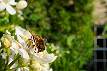 Hover fly (Eristalis tenax) on a Mexican orange blossom (Choisya ternata) flowering in a garden, with house in background, Wiltshire, UK, April . Property released.