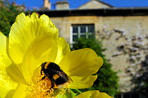 Queen White tailed bumblebee (Bombus lucorum) feeding on Yellow tree peony (Paeonia ludlowii) flower in  garden, with house in the background, Wiltshire, England, UK, April . Property released.