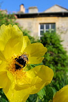 Queen White tailed bumblebee (Bombus lucorum) feeding on Yellow tree peony (Paeonia ludlowii) flower in  garden, with house in the background, Wiltshire, England, UK, April . Property released.