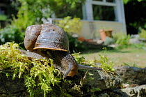 Common snail (Helix aspersa) crawling over mossy wall in a garden with house in the background, Wiltshire, England, UK, April . Property released. Did you know? Snails can move at 1.5cm per second.