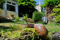 Common snail (Helix aspersa) crawling over mossy wall in a garden with house in the background, Wiltshire, England, UK, April. 2020VISION Exhibition. 2020VISION Book Plate. . Property released.