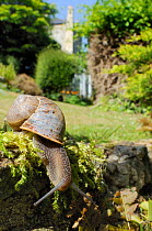 Common snail (Helix aspersa) crawling over mossy wall in a garden with house in the background, Wiltshire, England, UK, April . Property released.