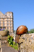 Common snail (Helix aspersa) crawling on stone flowerpot, with city buildings in the background, Bath, England, UK, April