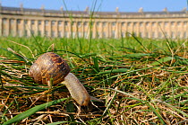 Common snail (Helix aspersa) crawling in lawn grass in front of the Royal Crescent, Bath, England, UK, April