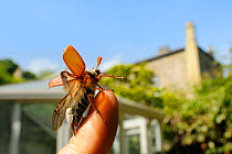 Common cockchafer / Maybug (Melolontha melolontha), taking off from human finger in a garden, with house in the background, Wiltshire, England, UK, May . Property released. Did you know? In the Middle...