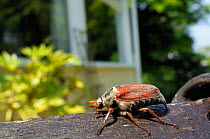 Common cockchafer / Maybug (Melolontha melolontha), crawling along a garden bench, with house in the background, Wiltshire, England, UK, May . Property released.