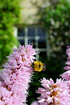 Early bumblebee (Bombus pratorum) feeding on Knotweed (Persicaria bistorta "superba") flower in garden, Wiltshire, England, UK, May . Property released.