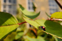 Harlequin / Multicoloured asian lady beetle (Harmonia axyridis - spectabilis form) on Rose bush (Rosa sp.) in garden, Wiltshire, England, UK, May . Property released.