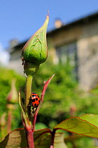 Harlequin / Multicoloured asian lady beetle (Harmonia axyridis succinea) predating Rose aphid (Macrosiphum rosae) on Rose bush (Rosa sp.) in garden, Wiltshire, England, UK, May . Property released.