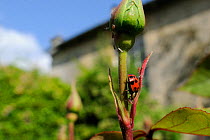Harlequin / Multicoloured asian lady beetle (Harmonia axyridis succinea) predating Rose aphid (Macrosiphum rosae) on Rose bush (Rosa sp.) in garden, Wiltshire, England, UK, May . Property released.