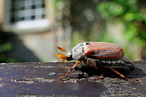 Common cockchafer / Maybug (Melolontha melolontha), crawling on garden bench with house in background, Wiltshire, England, UK, May . Property released.