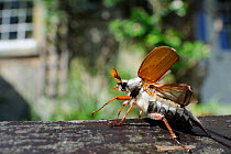 Common cockchafer / Maybug (Melolontha melolontha), opening its wings to take off from garden bench with house in background, Wiltshire, England, UK, May . Property released.