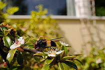 Great pied hover fly (Volucella pellucens) visiting Cotoneaster flowering in a garden, with a house in the background, Wiltshire, England, UK, May . Property released.