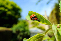 Harlequin / Multicoloured asian lady beetles (Harmonia axyridis succinea) mating on Rose (Rosa sp.) leaf in a garden, as the female eats a Rose aphid (Macrosiphum rosae), Wiltshire, England, UK, May ....
