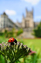 Seven-spot Ladybird (Coccinella septempunctata) foraging on flowerbuds, Parade gardens park, with Bath Abbey in the backgrond, Bath, England, UK, June