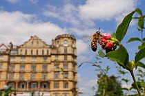 Honey bee (Apis mellifera) foraging on Snowberry flowers (Symphoricarpos sp.) in Parade gardens park, with city buildings in the background, Bath, England, UK, June