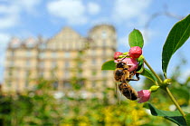 Honey bee (Apis mellifera) foraging on Snowberry flowers (Symphoricarpos sp.) in Parade gardens park, with city buildings in the background, Bath, England, UK, June
