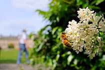 Honey bee (Apis mellifera) foraging on Common privet flowers (Ligustrum vulgare), as tourist walks past at the Royal Crescent, Bath, England, UK, June