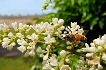 Honey bee (Apis mellifera) foraging on Common privet flowers (Ligustrum vulgare), Royal Crescent, Bath, England, UK, June