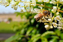 Honey bee (Apis mellifera) foraging on Common privet flowers (Ligustrum vulgare), Royal Crescent, Bath, England, UK, June