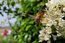 Honey bee (Apis mellifera) foraging on Common privet flowers (Ligustrum vulgare), with person in the background, Royal Crescent, Bath, England, UK, June